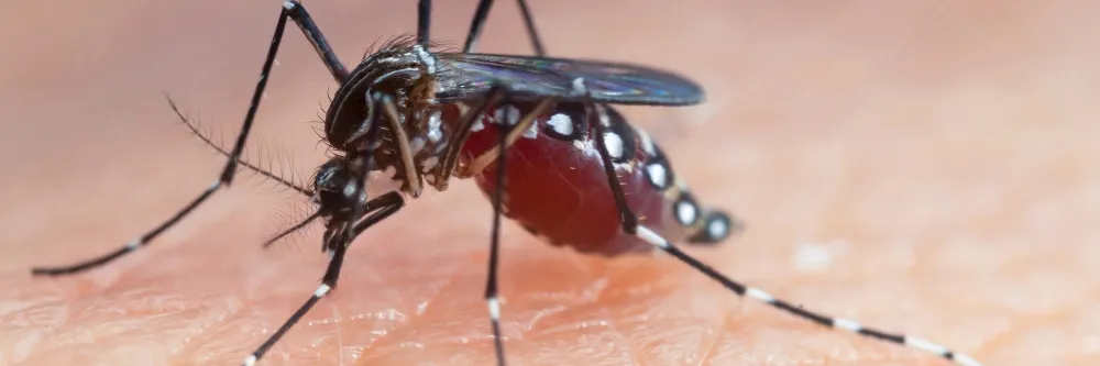 Malaria