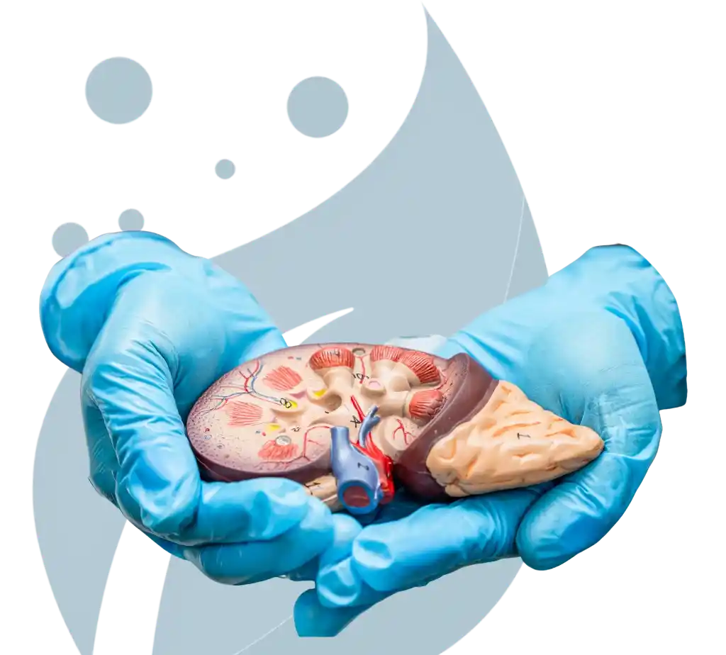Hypertensive Nephropathy
