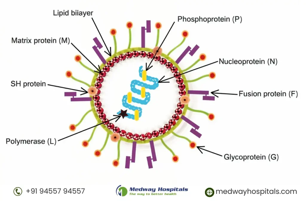 HMPV Treatment in Chennai