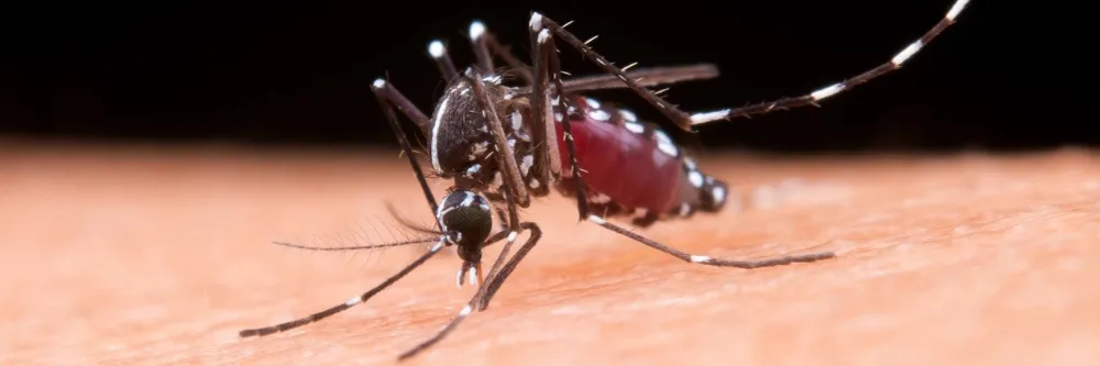 Malaria