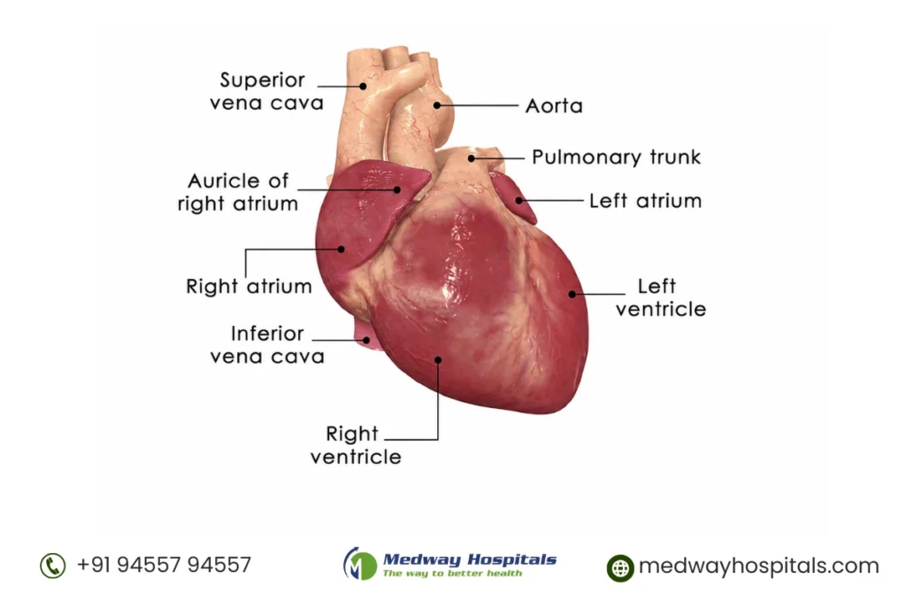 Best Heart Hospital in Tamil Nadu