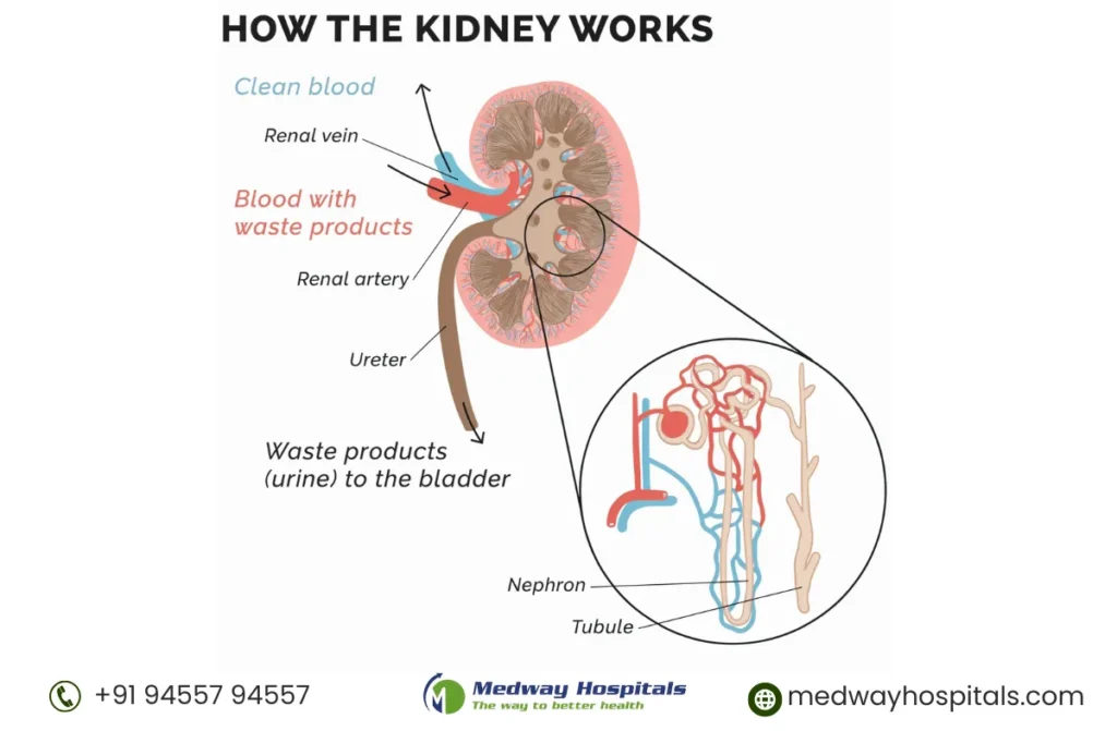 Best Nephrologist in Kakinada