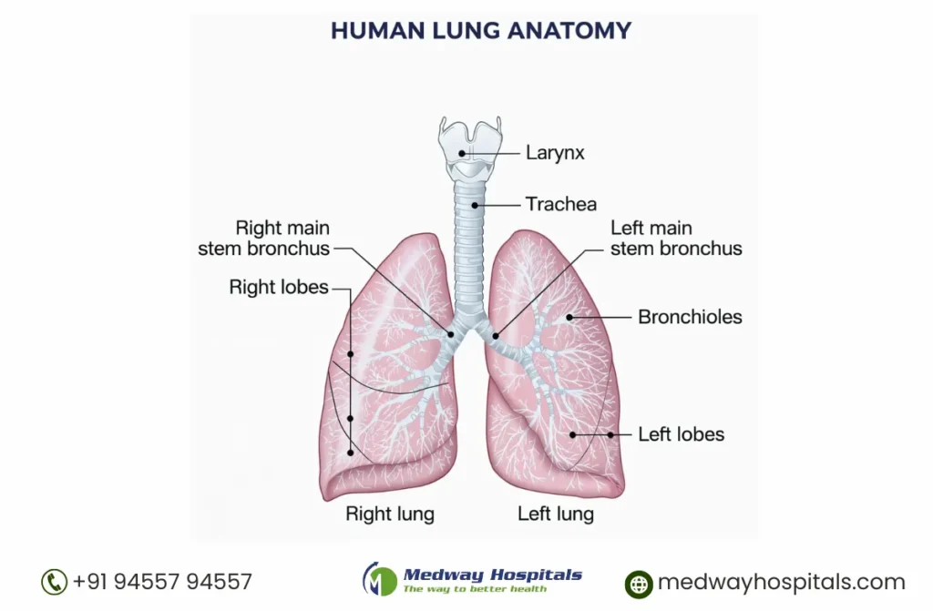 Best Pulmonology Hospital in Chennai