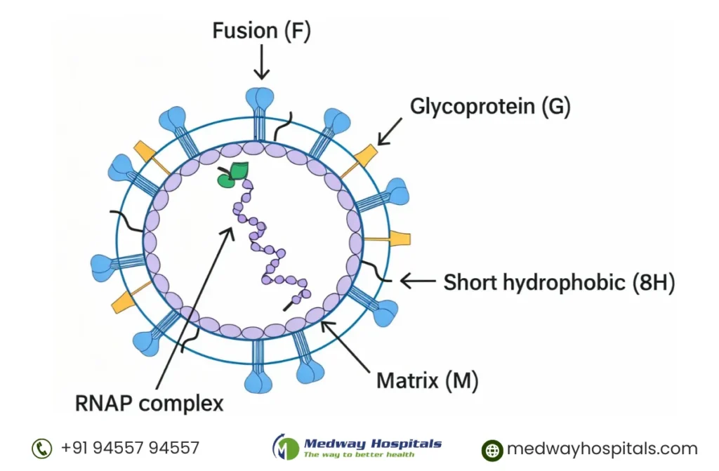 Is Human Metapneumovirus Dangerous